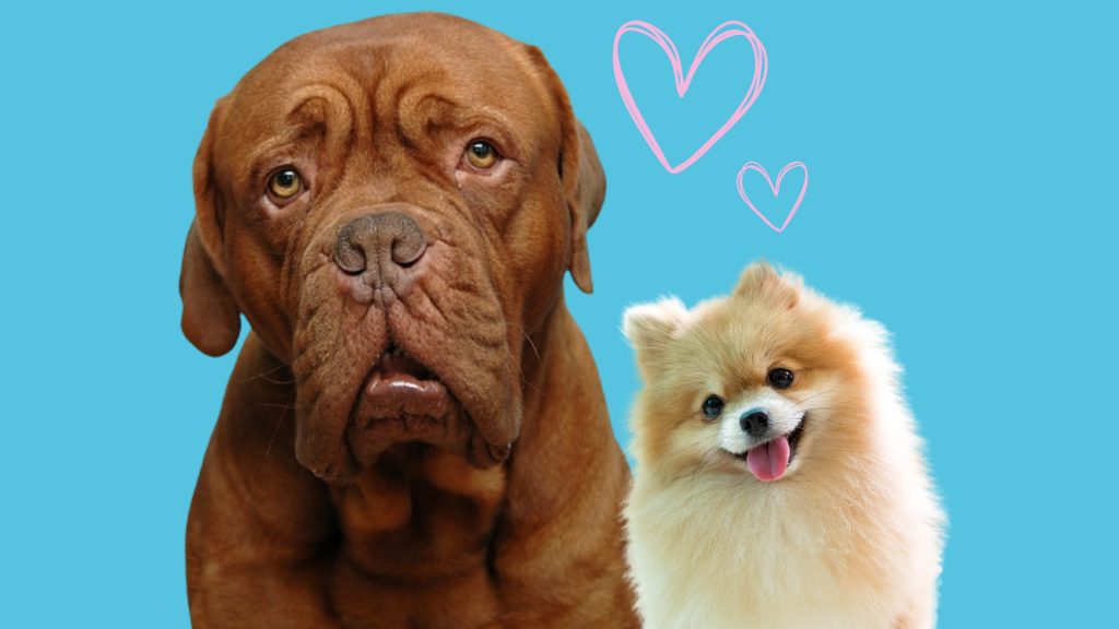 Dog DNA - your key to pet health and vitality